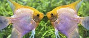 Caring for Tropical Fish pic